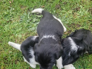 English Springer Spaniel dogs Springer spaniel puppies - Advert 1