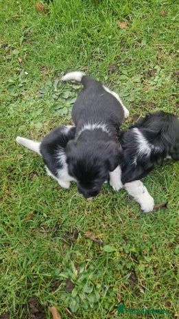 English Springer Spaniel dogs Springer spaniel puppies - Advert 1