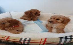 Cockapoo dogs for sale: Adorable F1B red cockapoo puppies  - Image 11