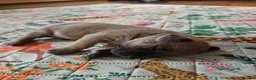Mixed Breed dogs for sale: Cane Corso x Performance Mastiff   - Advert 22