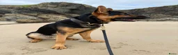 German Shepherd dogs for stud: Stunning 2.5yo Working line German Shepherd stud in Chesterfield - Advert 4