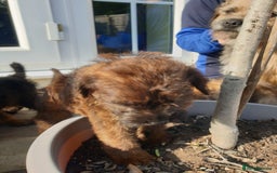 Mixed Breed dogs for sale: Border Terrier x miniature Poodle  - Image 10