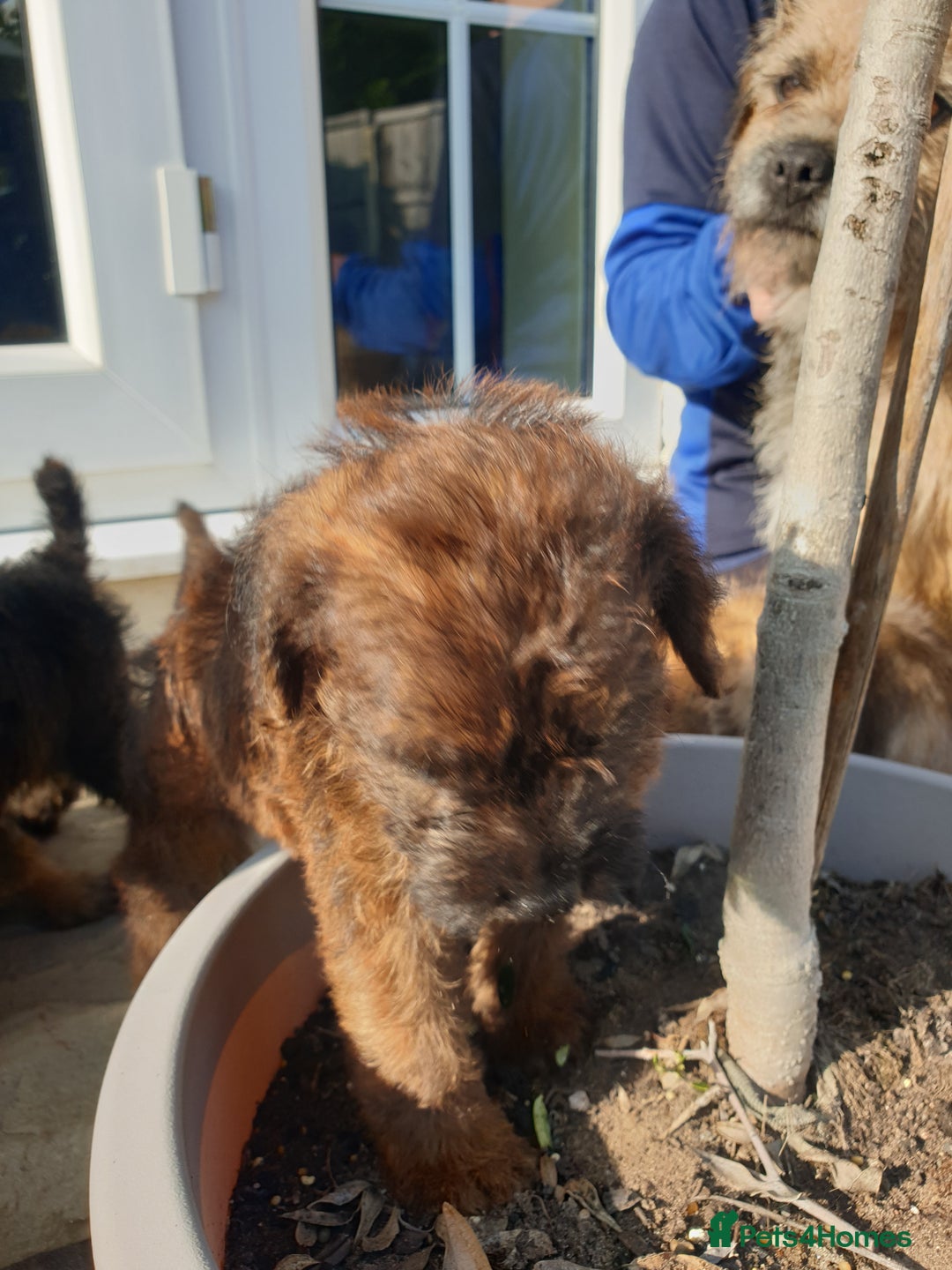 Mixed Breed dogs for sale: Border Terrier x miniature Poodle  - Image 10