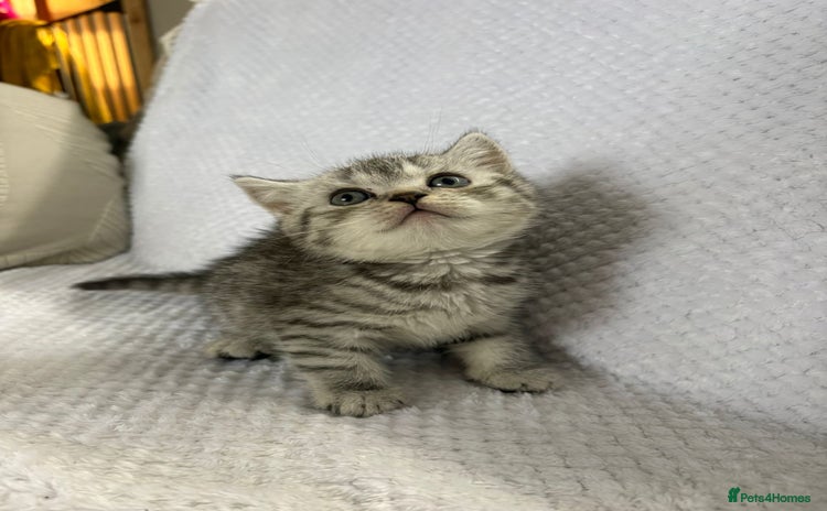 British Shorthair cats - Advert 11