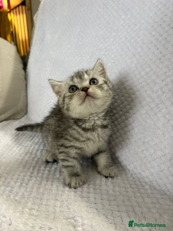British Shorthair cats - Advert 11