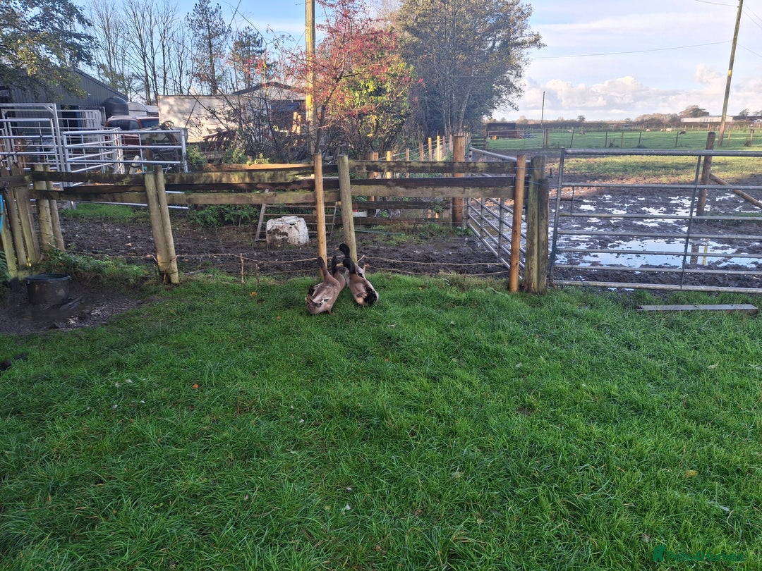 Ducks poultry for sale: 3 KAHKI CAMPBELL DRAKES for sale - Image 2