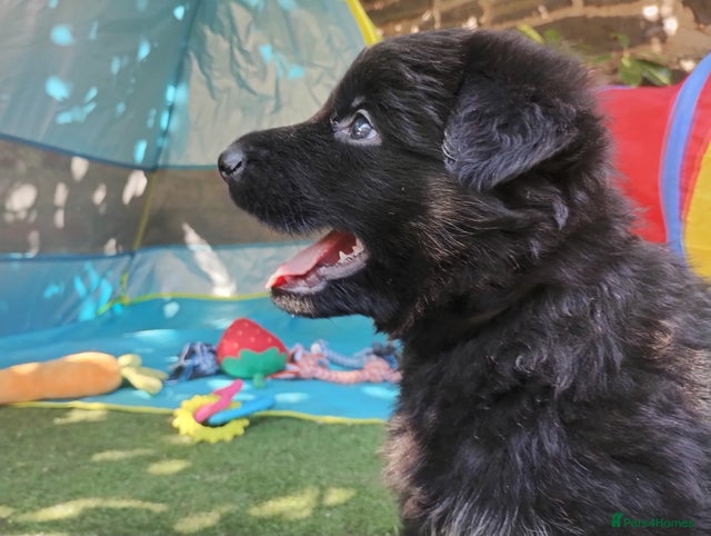KC Reg Dark Sable and Black & Gold Longhaired Pups for sale in Church