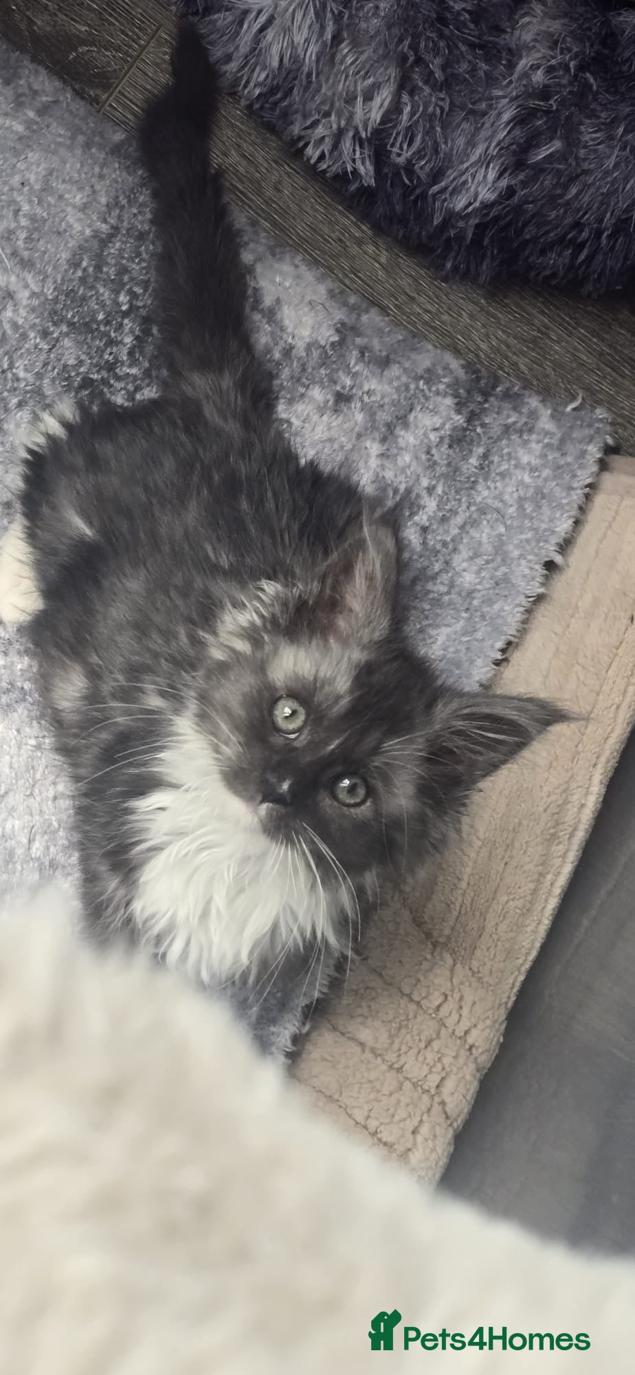 Maine Coon cats Pure breed female adorable Maine coon girl - Advert 17