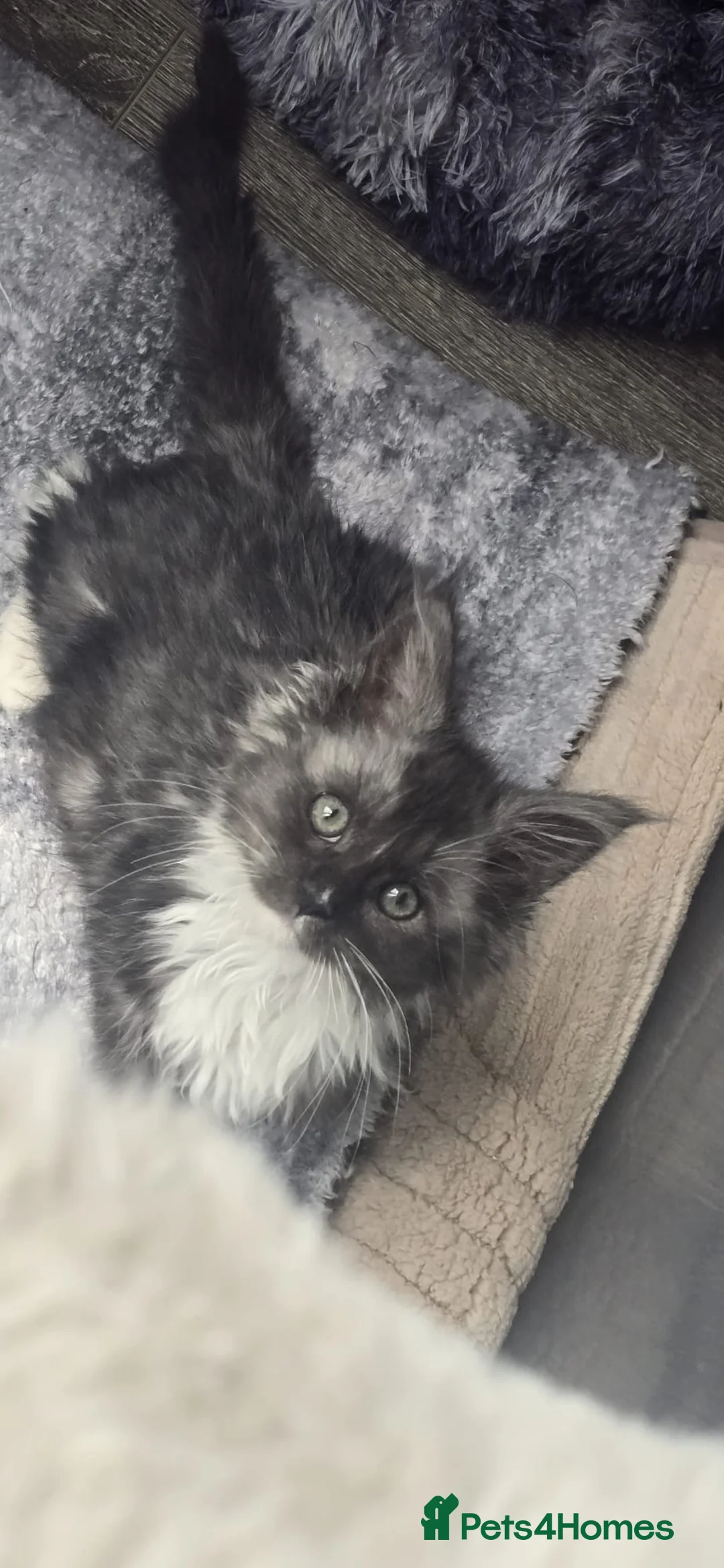 Maine Coon cats for sale: Pure breed female adorable Maine coon girl - Advert 1