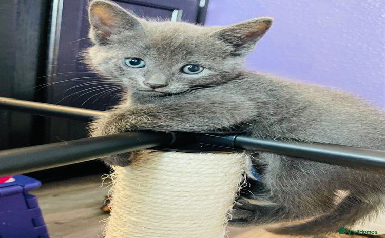 Mixed Breed cats - Advert 9