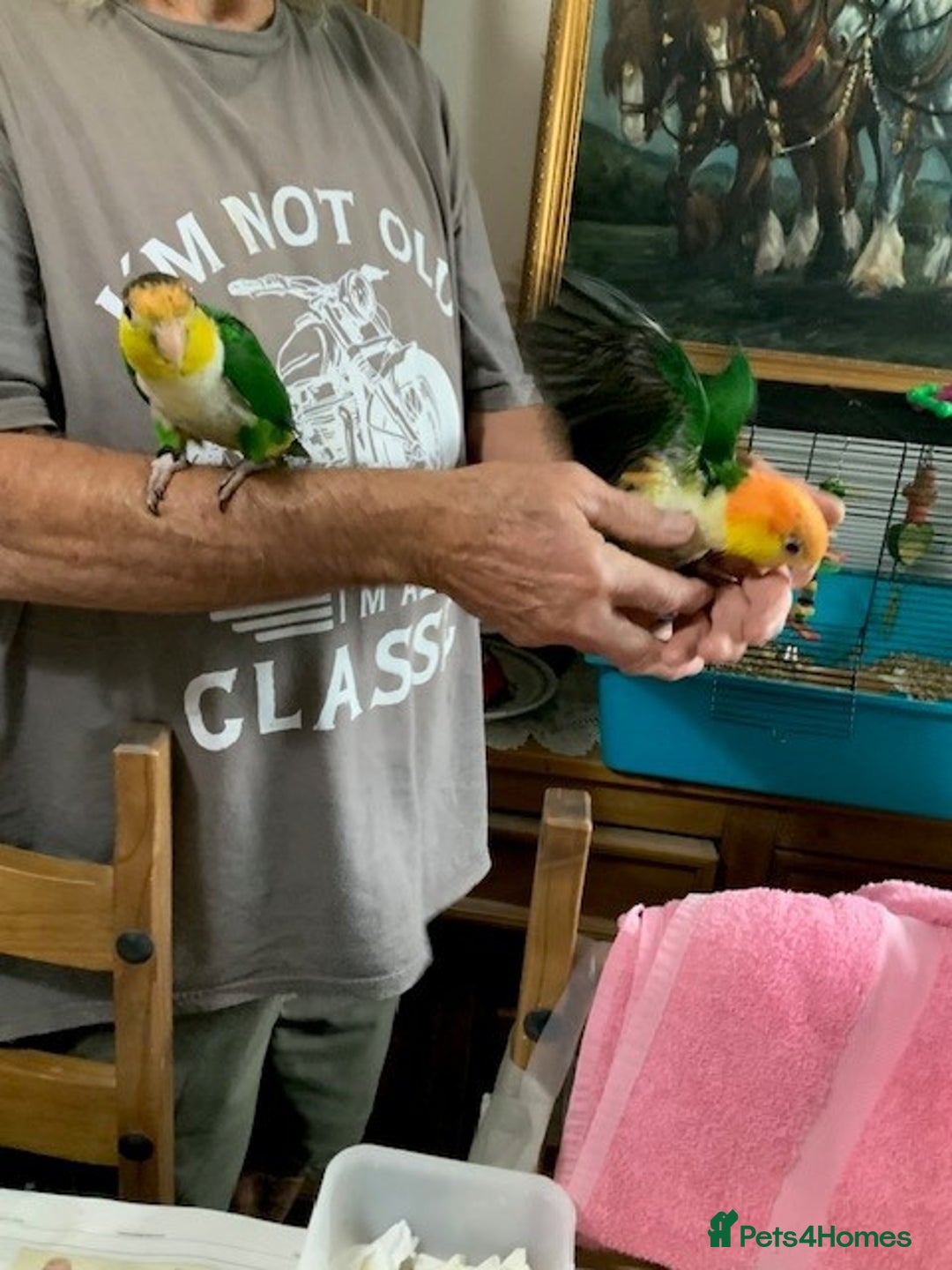 Parrots birds for sale: Green Thighed Caique baby - Image 4