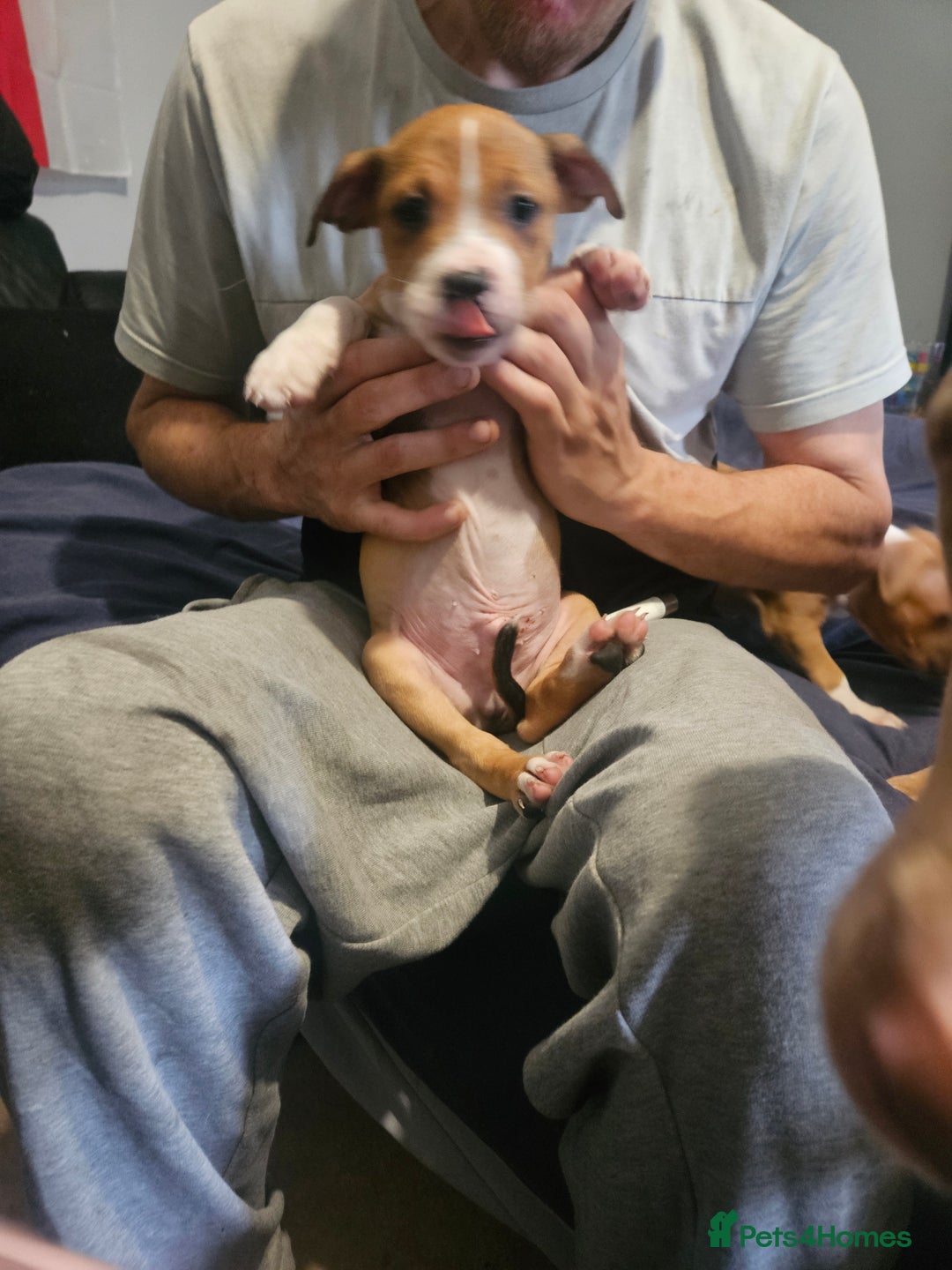 Mixed Breed dogs for sale: Gorgeous litter of puppies red fawn  - Image 11