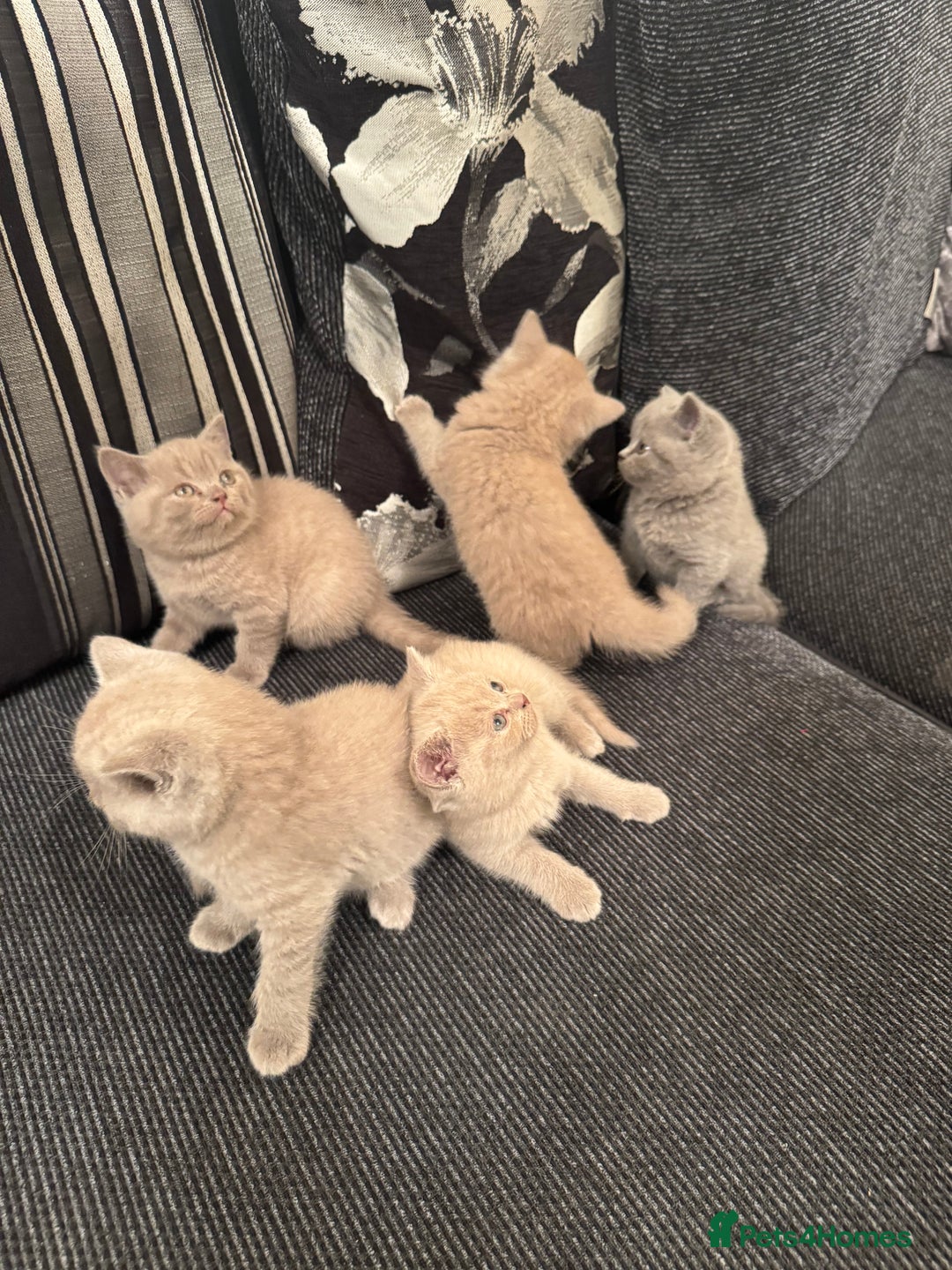 British Shorthair cats for sale: Lovely British shorthair Kitten  - Advert 10