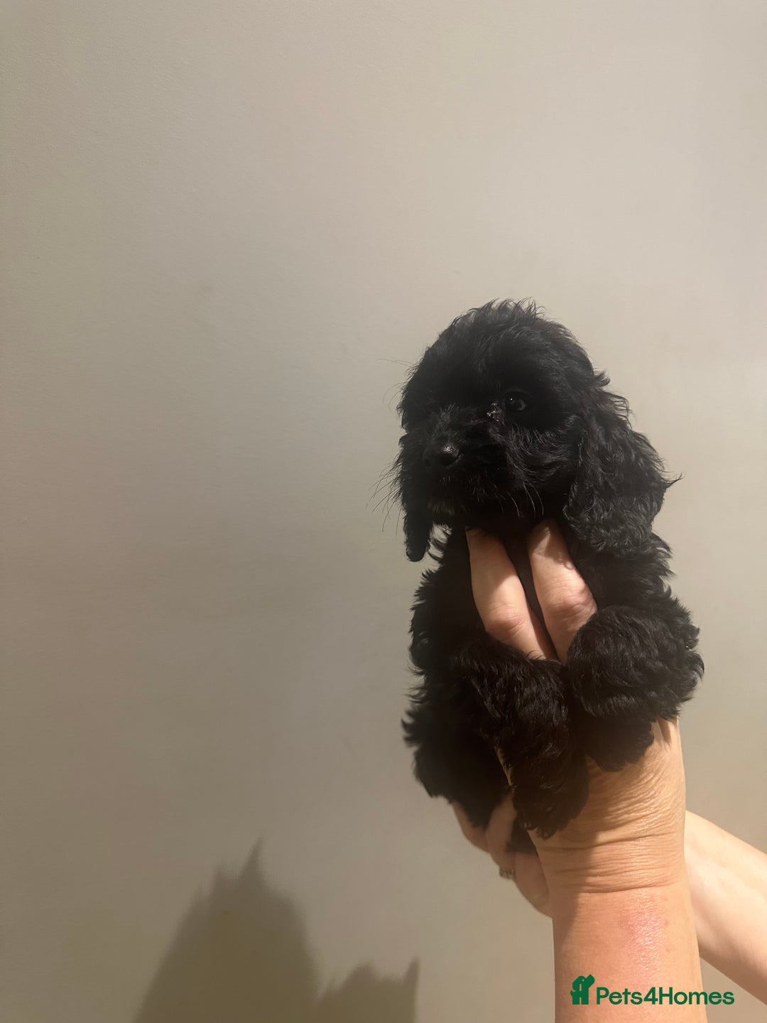 Cockapoo dogs for sale: F1 cockerpoos  - Image 5