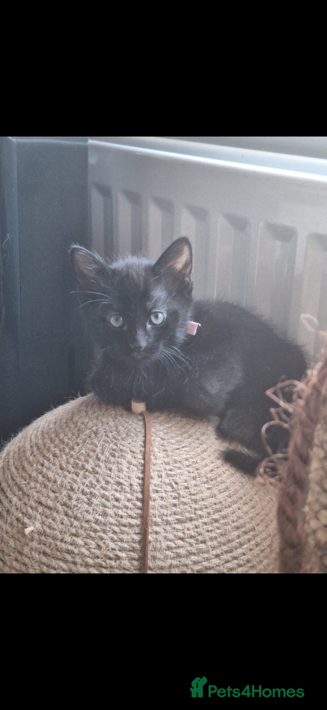 British Shorthair cats for sale: x2 black kittens - Image 10