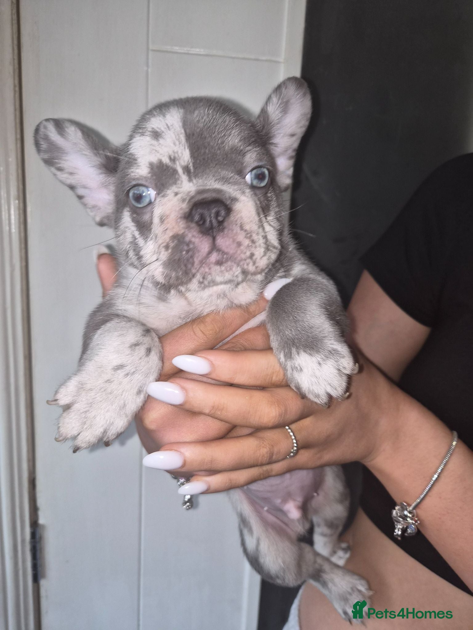 French Bulldog dogs French bulldog puppies  - Advert 5
