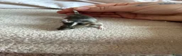Mouse rodents for sale: Males and females - Advert 12