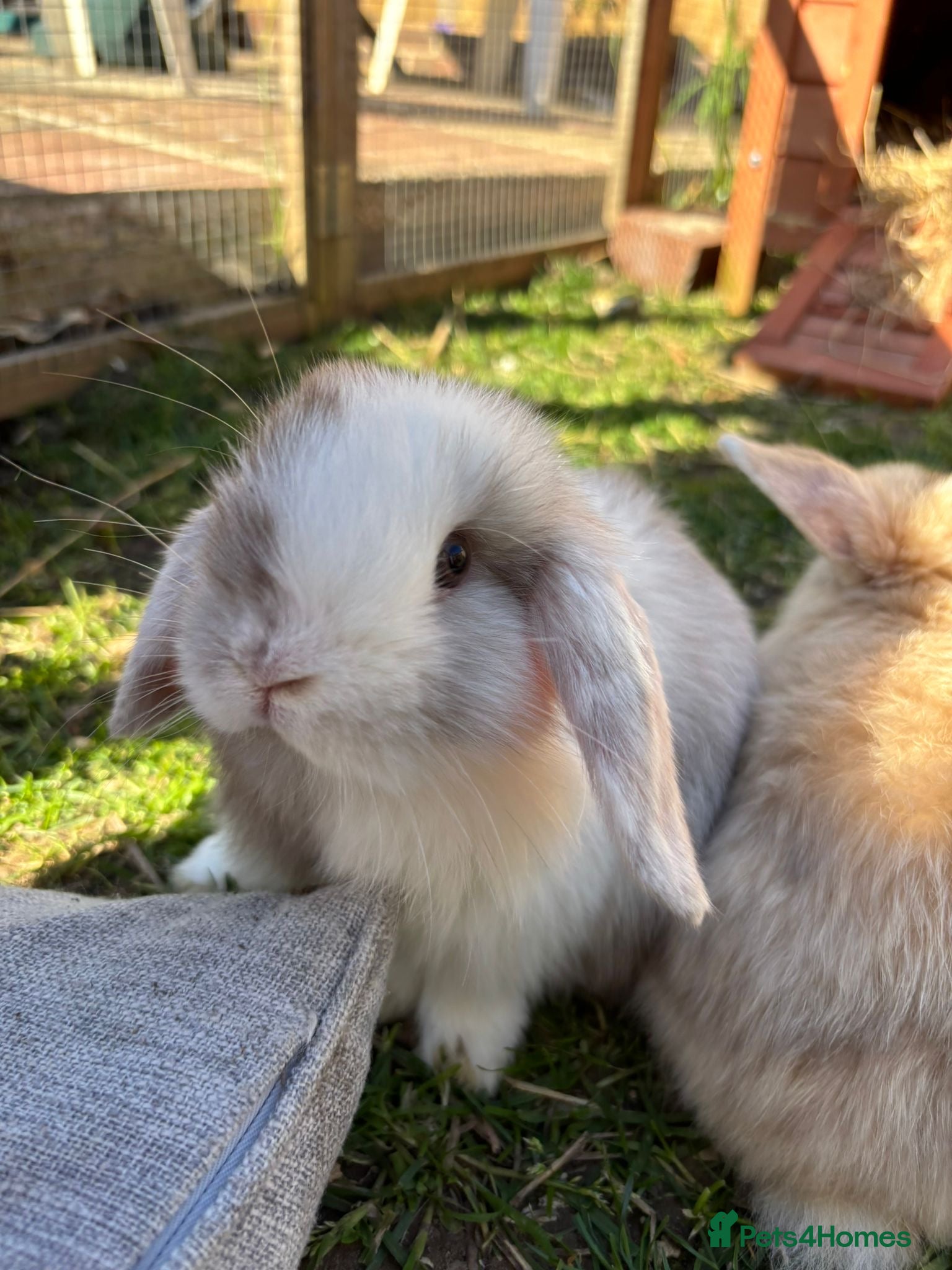 Mini Lop rabbits MINI LOPS - Advert 3