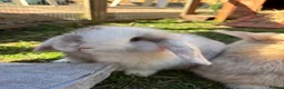 Mini Lop rabbits for sale: MINI LOPS in Bournemouth - Advert 1