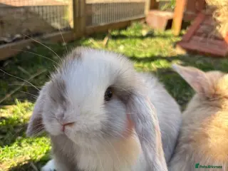 Mini Lop rabbits MINI LOPS - Advert 3