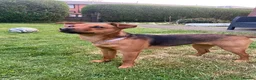Mixed Breed dogs for sale: Beautiful Patterjack x Yorkshire terrier pups  - Advert 10