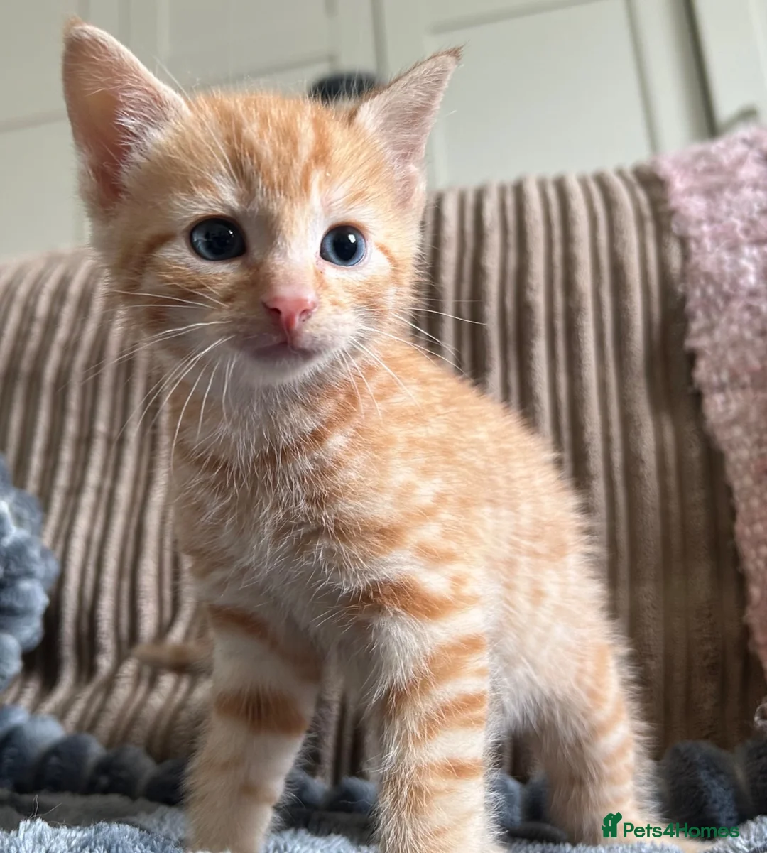 Mixed Breed cats for sale: Gorgeous kittens - Advert 4