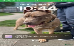 Mixed Breed dogs for sale: Here is a beautiful mix bread - Image 2