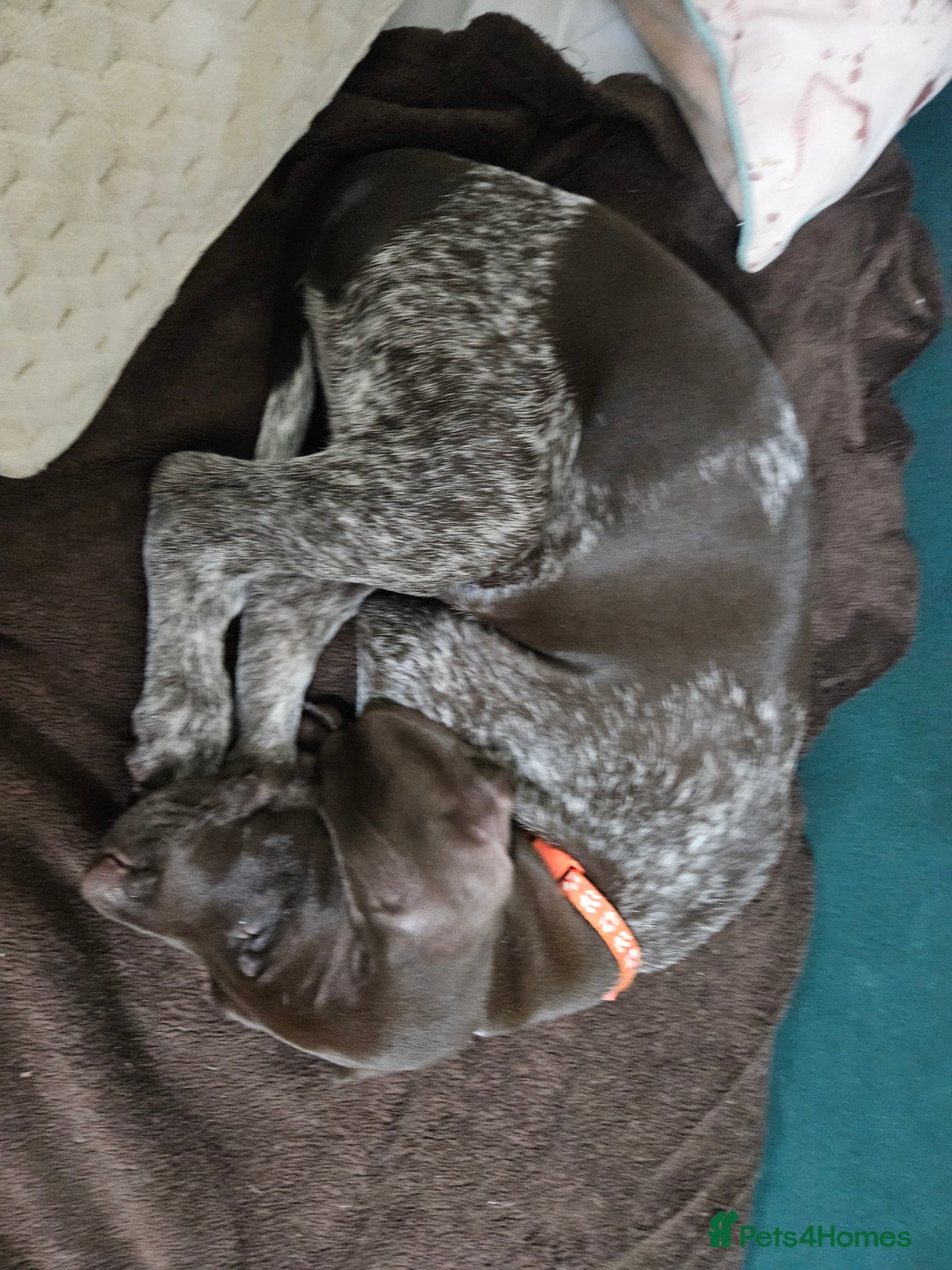 German Shorthaired Pointer dogs for sale: 3 GSP puppies for sale  - Advert 10