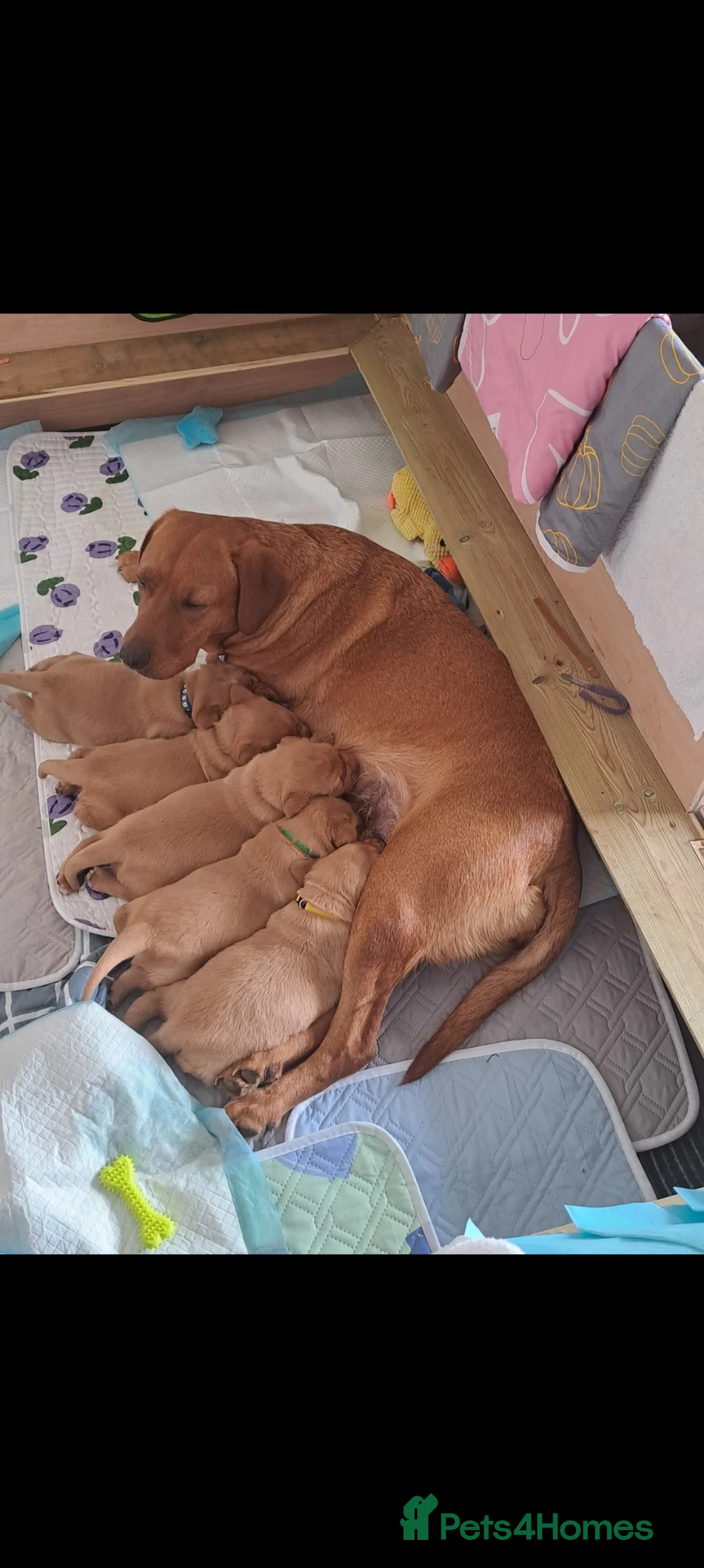 Labrador Retriever dogs for sale: Red fox Labrador litter  - Advert 5