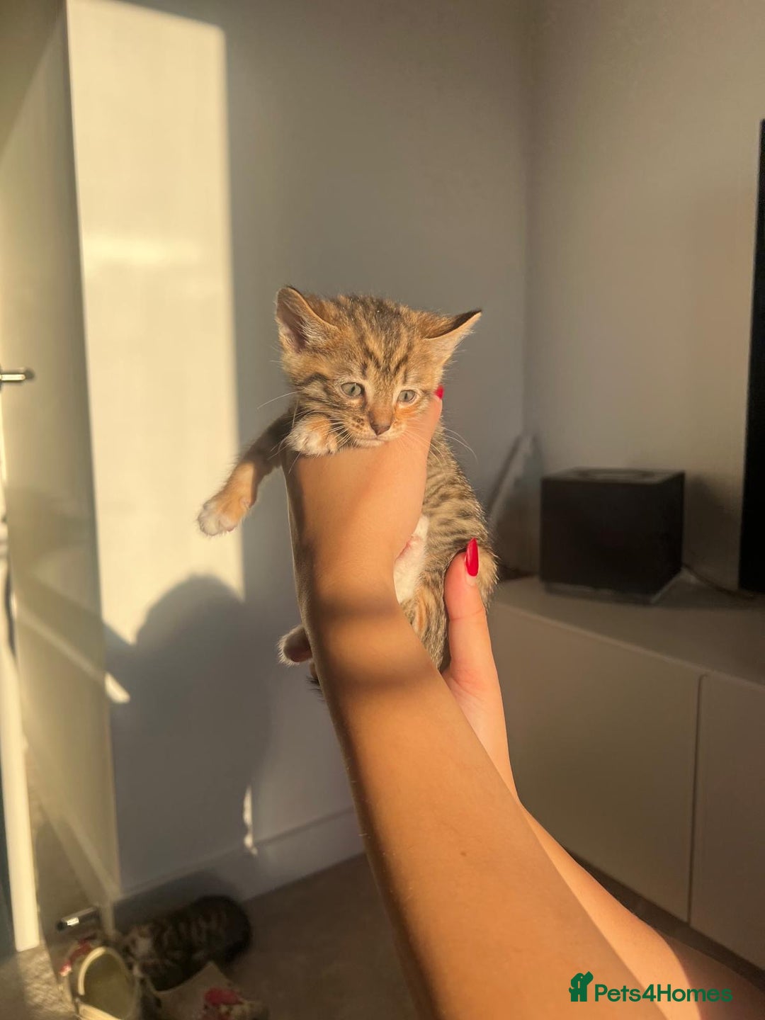 Bengal cats for sale: Beautiful Half Bengal Kittens - Advert 33