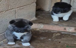 Akita dogs for sale: KC REGISTERED BEAR HEAD AMERICAN AKITA FEMALE PUPS - Image 14