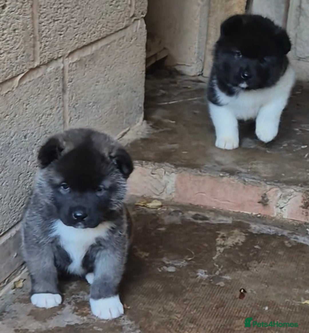Akita dogs for sale: KC REGISTERED BEAR HEAD AMERICAN AKITA FEMALE PUPS - Image 14