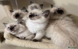 Ragdoll cats for sale: Beautiful Ragdoll Kittens - Advert 16