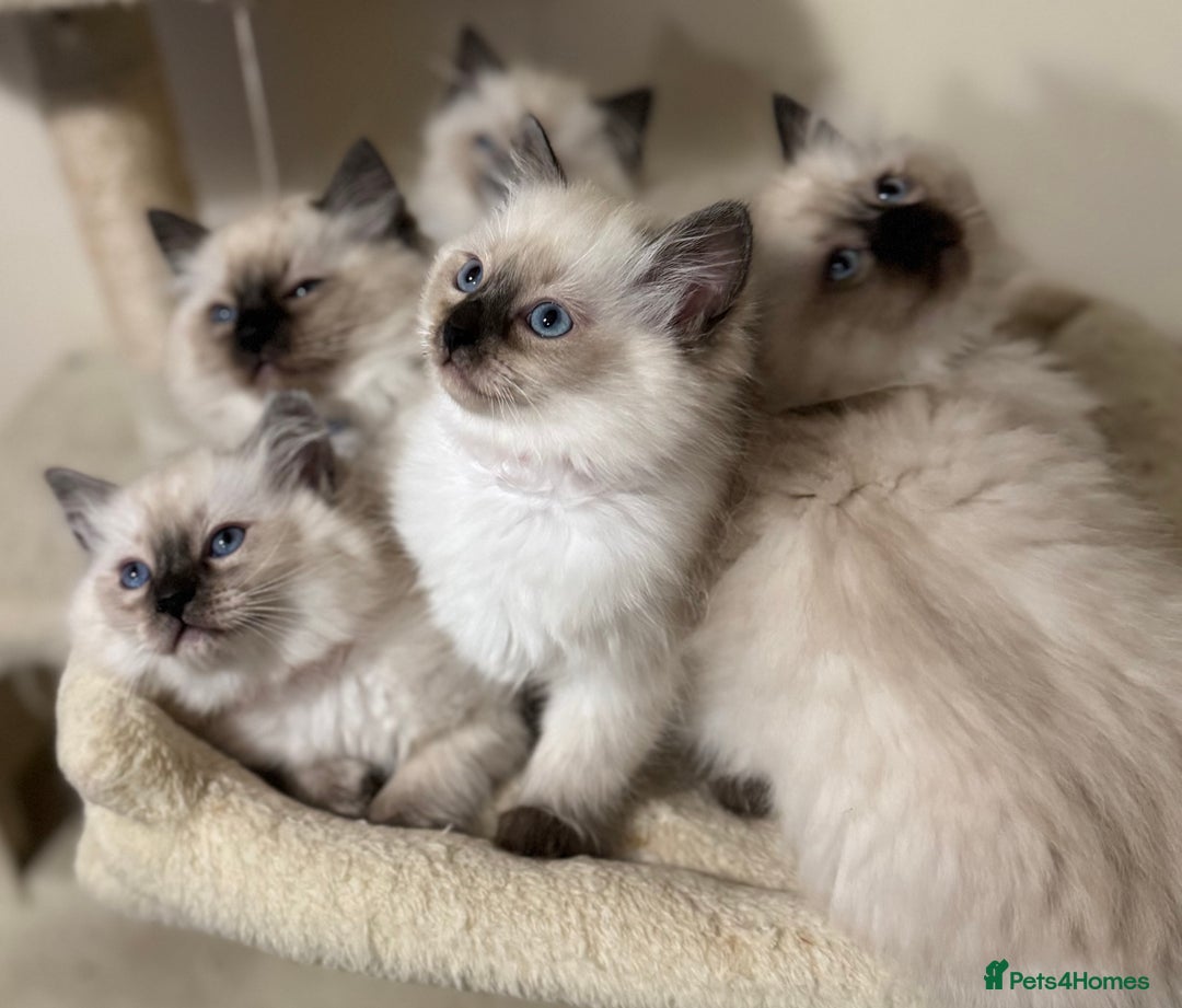 Ragdoll cats for sale: Beautiful Ragdoll Kittens - Advert 16
