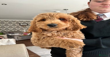 Goldendoodle dogs in Merthyr Tydfil - Advert 14