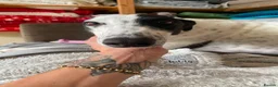 Greyhound dogs for adoption: Jet   - Advert 3