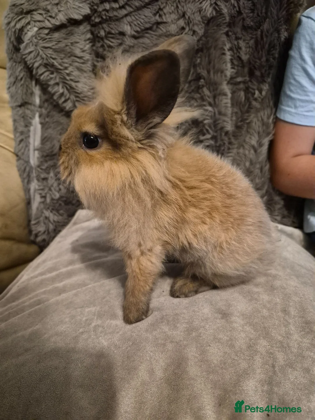 Mixed Breed rabbits for sale: 5 Cute Baby Lionhead X Rabbits - Advert 1