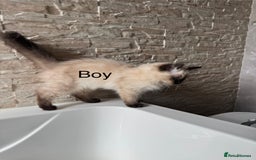Ragdoll cats for sale: Ragdoll Kittens  - Image 3