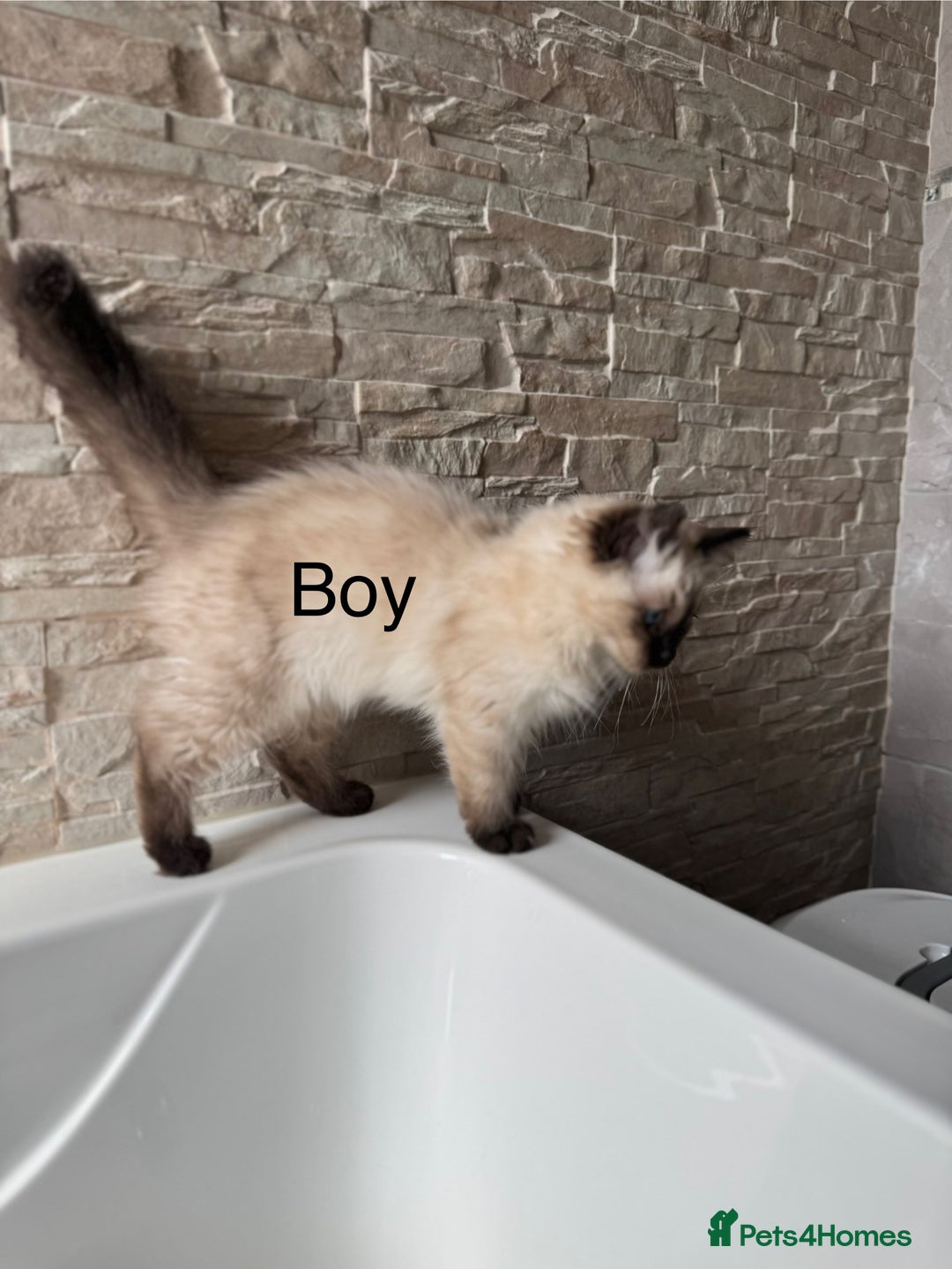 Ragdoll cats for sale: Ragdoll Kittens  - Image 3