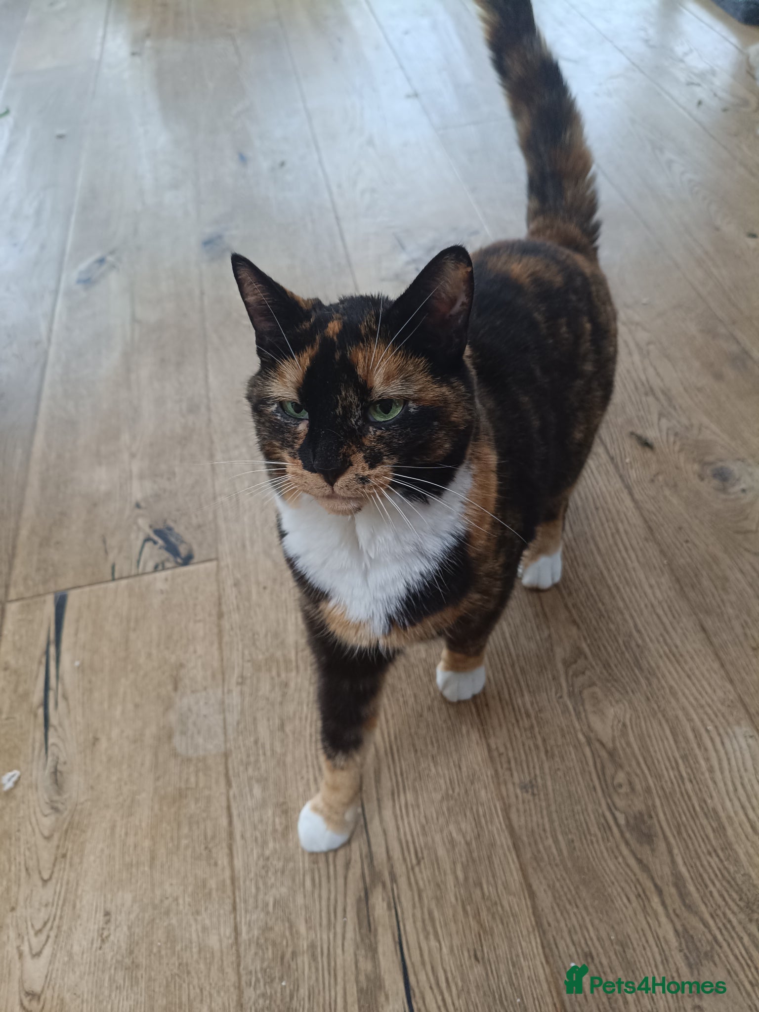 Mixed Breed cats 5 star home wanted! - Advert 1