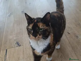 Mixed Breed cats 5 star home wanted! - Advert 1