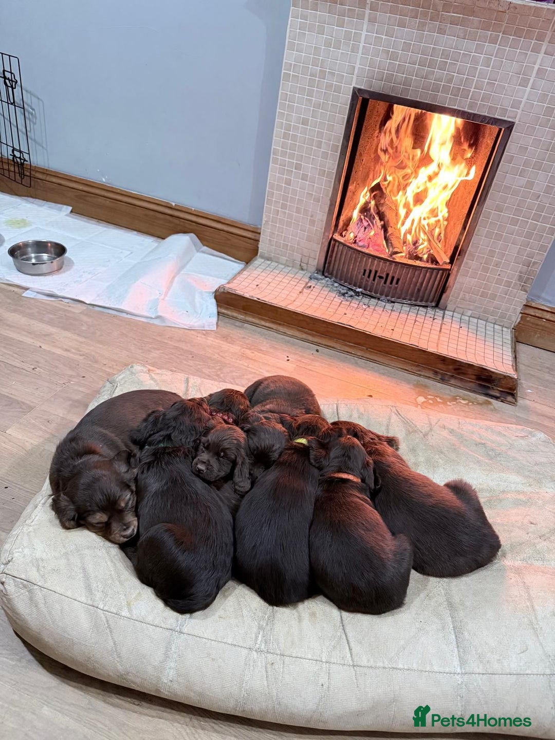 Sprocker dogs for sale: 4 LEFT Sprocker Spaniel Puppies EXCELLENT Breeding - Advert 7