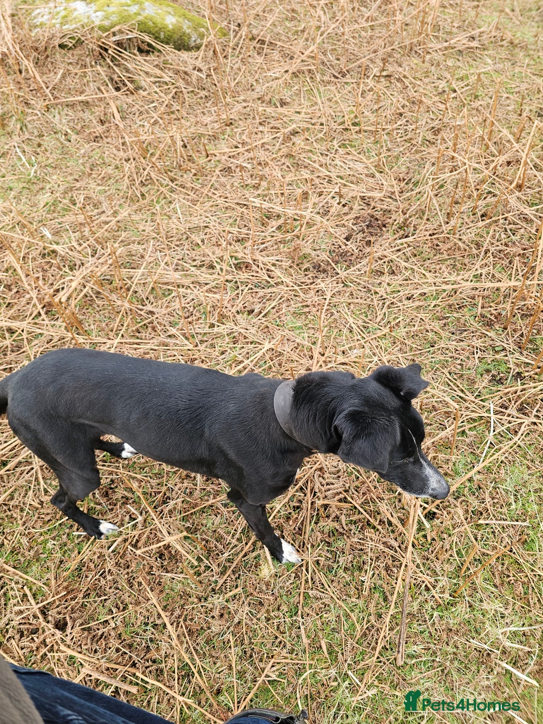 Mixed Breed dogs for sale: Collie whippet puppies  - Advert 1