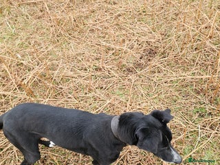 Mixed Breed dogs Collie whippet puppies - Advert 1