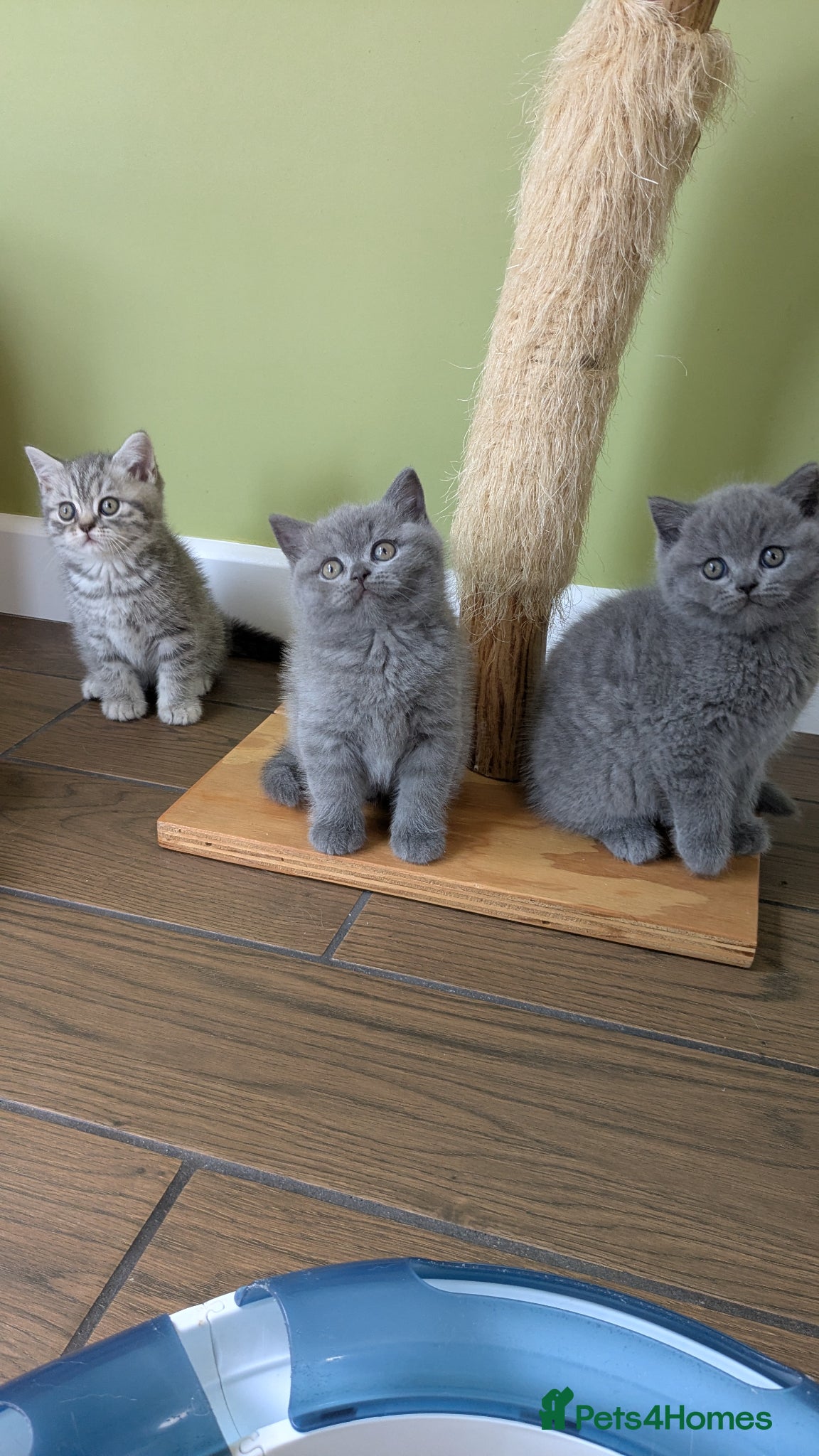 British Shorthair cats Beautiful pedigree kittens  - Advert 18