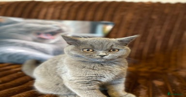 British Shorthair cats - Advert 2