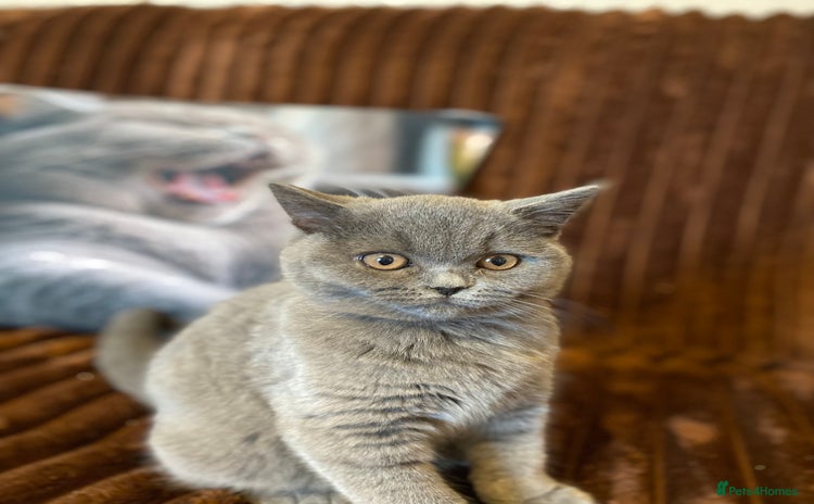 Russian Blue Light Grey Short Hair Cat British Shorthair Kittens