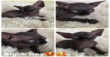 Sphynx cats - Advert 15