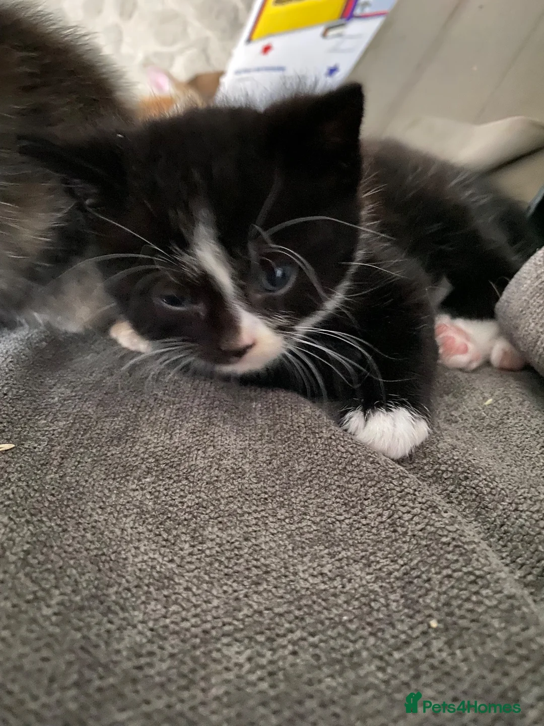 Mixed Breed cats for sale: Three beautiful kittens looking for new homes  - Advert 2