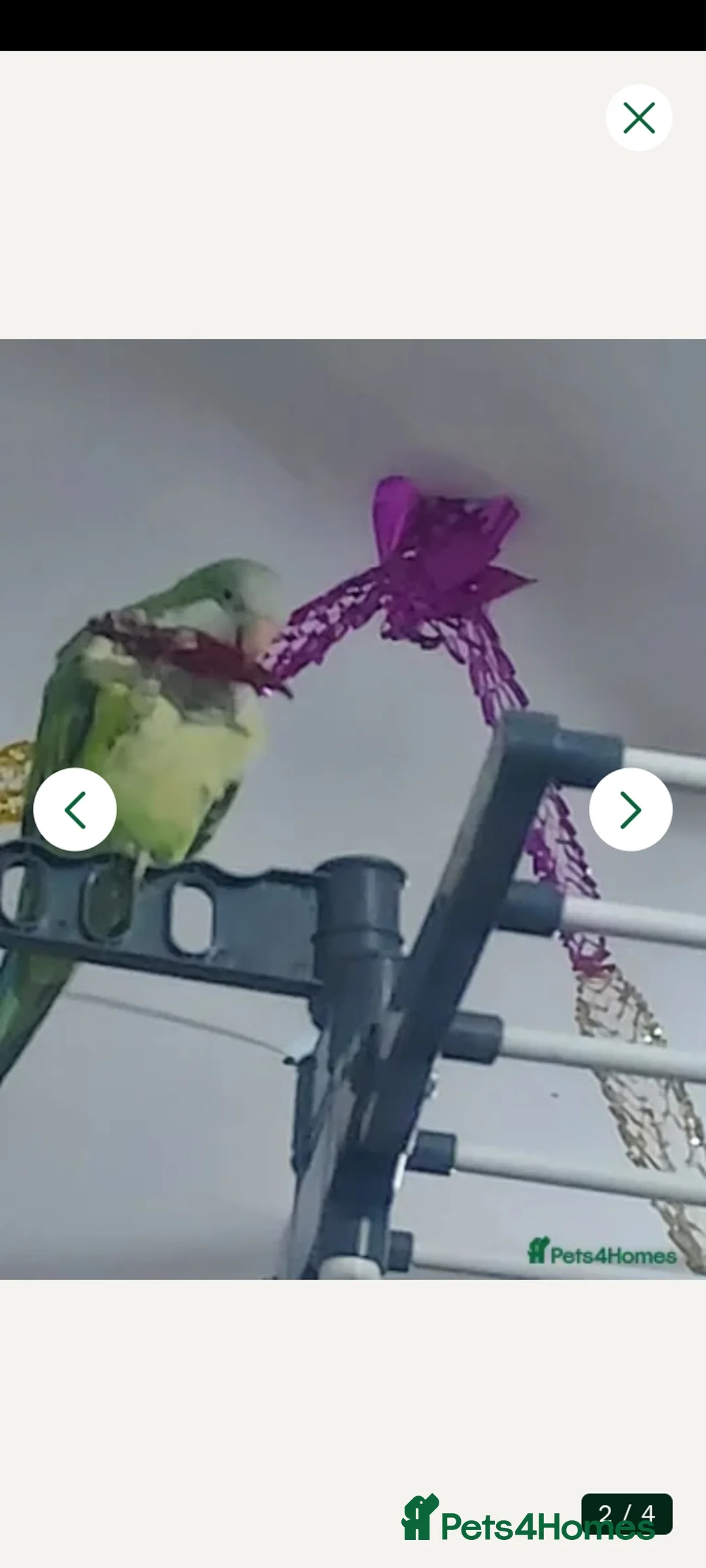 Parakeets birds for sale: Quaker parrot - Advert 4